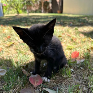 photo of small black cat named Bart.