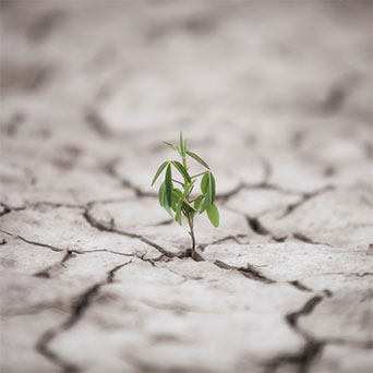 small plant pushing up through dry earth.